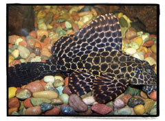 Pleco - 500 Ft - 1800 Ft